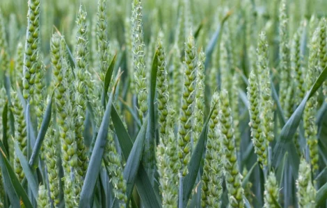 Насіння середньораннього озимого сорту пшениці Saaten Union Мулан