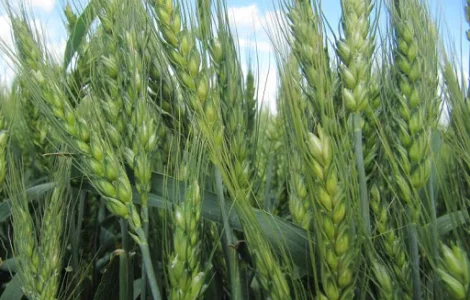 Насіння остистої озимої пшениці Софру