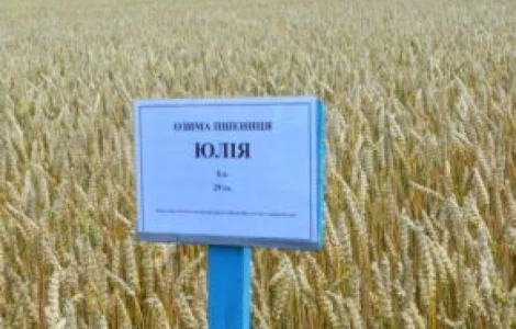 Насіння м' якої озимої пшениці Selgen Юлія