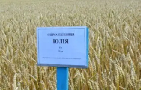 Насіння озимой пшеницы Юлия от Selgen
