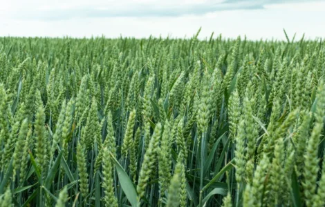 Насіння посівної озимої пшениці Спенсер