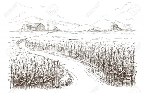 Закупаем ПРОросшую ПШЕНИЦУ * постоянно.-Самовывоз.-Быстро