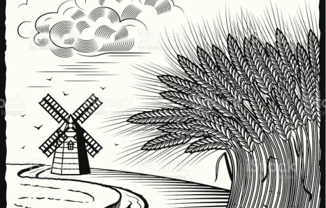 Закупаем ЯРУЮ твердую ПШЕНИЦУ с любой стекловидностью и ее ОТХОДЫ.Самовывоз.Быстро