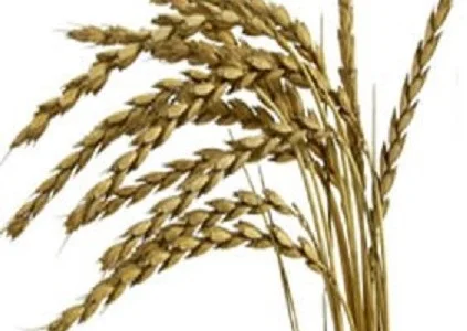 Купим пшеницу на экспорт