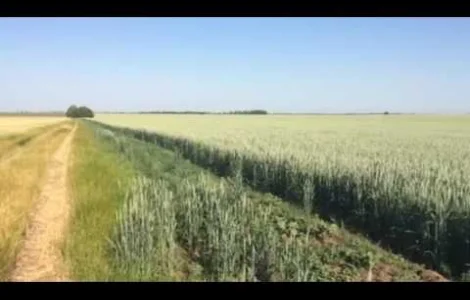 Канадская пшеница. Сорт. Тесла