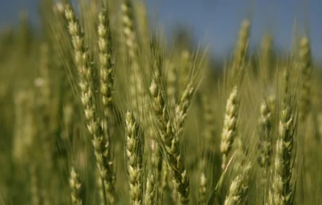 Элитные семена озимой пшеницы GATINO