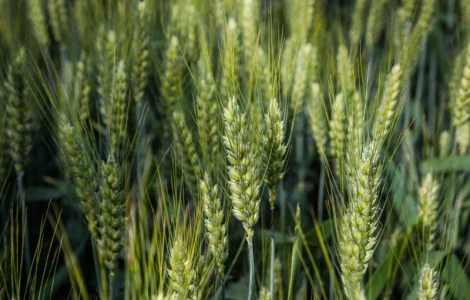 Элитный сорт мягкой пшеницы GATINO в продаже