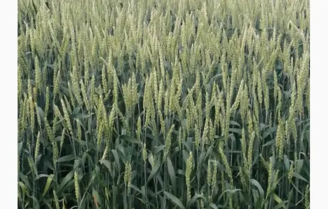 Продажа озимой пшеницы канадского сорта Toleda