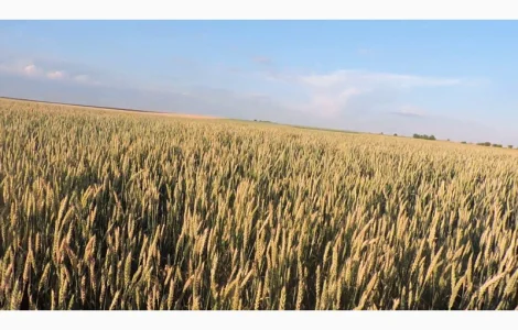 Семена пшениці двуручки елітного сорту AMADEO