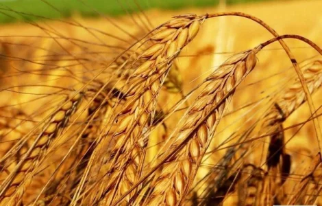 Закупка зерновых культур