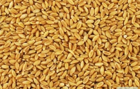 Закупаем пшеницу