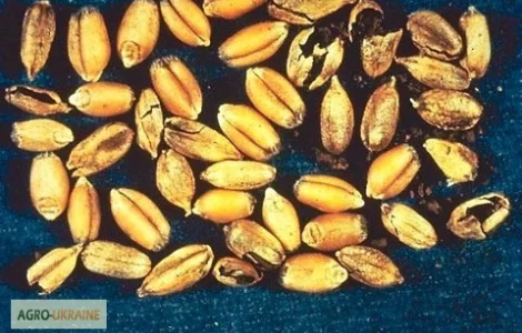 Куплю не кондицию пшеници