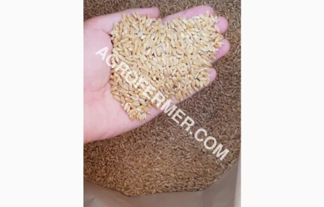 Семена твердой пшеницы ZELMA канадский ярый трансгенный сорт