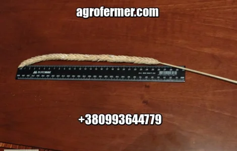 Озимая пшеница FARREL канадский трансгенный мягкий сорт