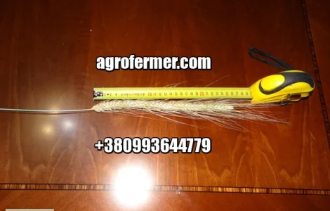 MAKINO Канадский озимый трансгенный сорт твердой пшеницы