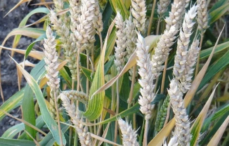 Семена пшеницы сорт FOX канадская трансгенная двуручка