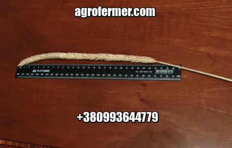 Семена пшеницы FARREL озимый канадский трансгенный мягкий сорт