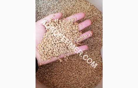 Семена пшеницы сорт Baxter канадская трансгенная двуручка