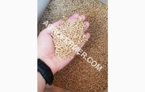 Канадский трансгенный сорт мягкой озимой пшеницы BLOOM