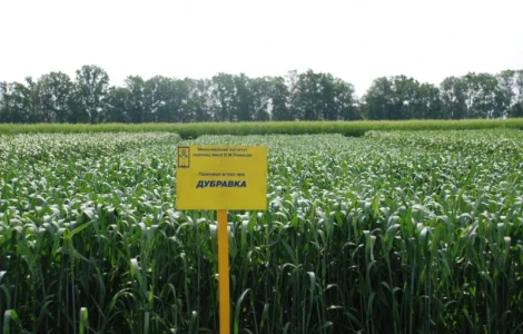 Продаж насіння озимої пшениці високих сортів