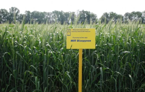 МІП Візерунок яра пшениця