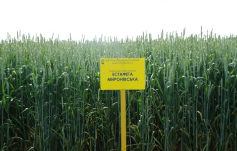 Естафета Миронівська пшениця м"яка озима