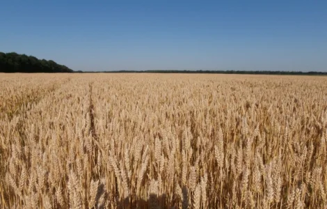 Реалізуємо пшеницю від виробника (третікале, ячмінь, яра пшениця)