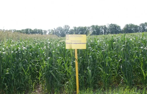 Яра пшениця