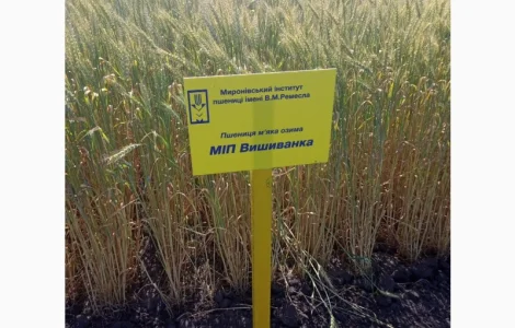 МІП Вишиванка