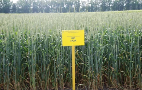 МІП Лада пшениця м"яка озима