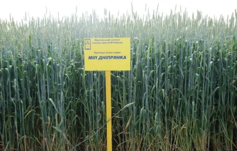 МІП Дніпрянка