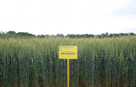 МІП Валенсія