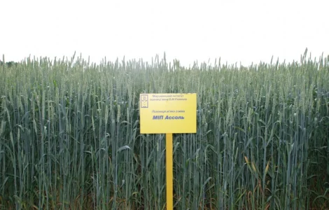 МІП Ассоль пшениця м"яка озима