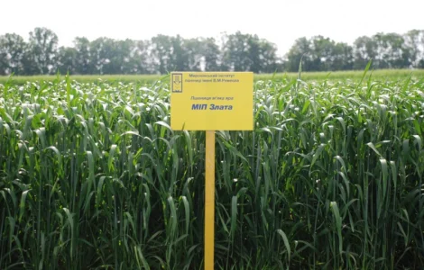 МІП Злата пшениця яра