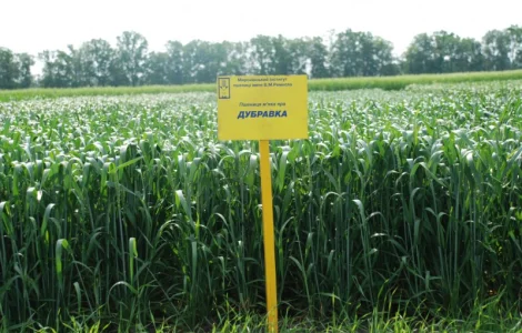 МІП Дубравка яра пшениця