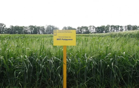 МІП Райдужна тверда яра пшениця