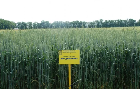 МІП Дніпрянка пшениця м"яка озима