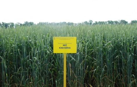 МІП Ювілейна пшениця м"яка озима