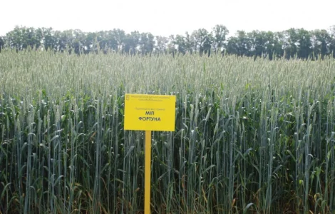 МІП Фортуна пшениця м"яка озима