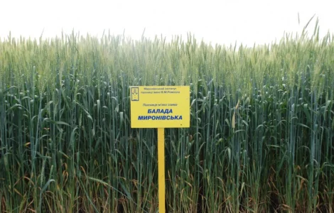 Балада Миронівська пшениця м"яка озима