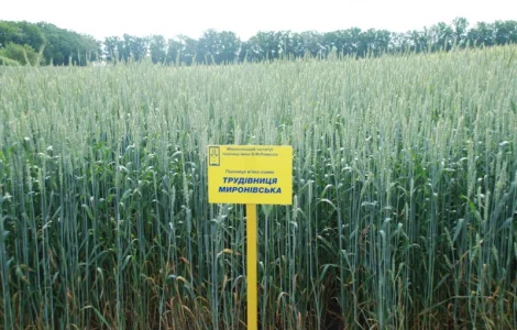 Трудівниця миронівська пшениця м"яка озима