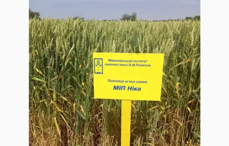 Озима пшениця сорту МІП Ніка