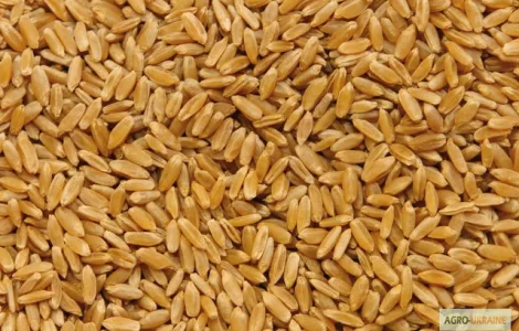 Закуповуємо пшеницю