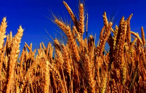 Закупаем Пшеницу 2/3/4