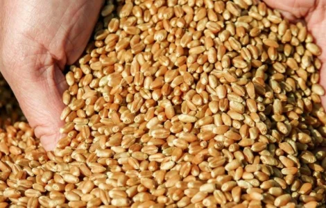 Куплю пшеницу с места