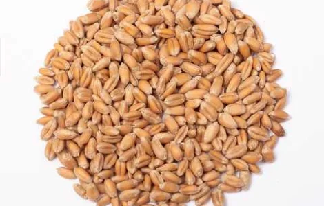 Куплю пшеницу 4 класс по Николаевской обл