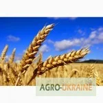 Продам канадскую пшеницу сорт Тесла