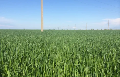 Канадская пшеница. озима. Толедо