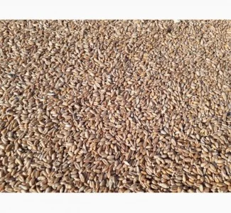 Закуповуємо пшеницю 2 кл