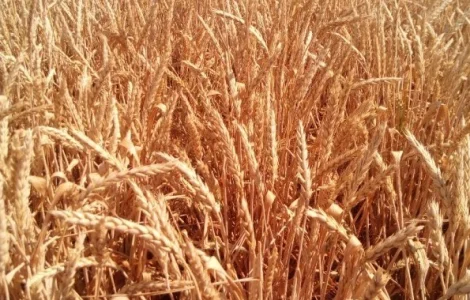 Семена безостой озимой пшеницы - ПОВЕЛИЯ